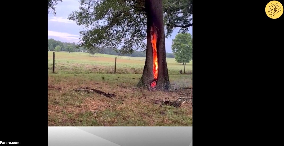 ویدئویی از آتش گرفتن عجیب یک درخت