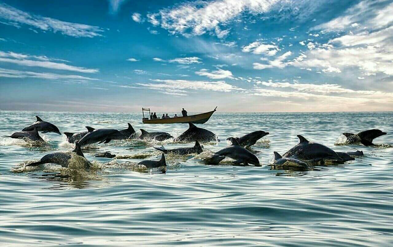 ویدئوی زیبا از مواجه یک دلفین با مسافران نوروزی 