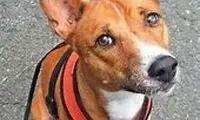 قطع یک درخت برای خارج شدن سگ بازیگوش
