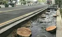 واکنش شهرداری تهران به قطع درختان خیابان ولیعصر