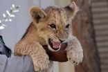 لحظه حمله شیر خانگی به یک زن و دو کودک
