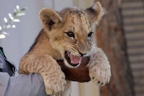 لحظه حمله شیر خانگی به یک زن و دو کودک