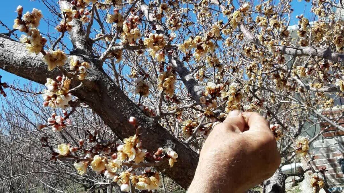 شوک سرمای ناگهانی باغهای دماوند را از بین برد