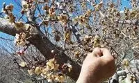 شوک سرمای ناگهانی باغ‌های دماوند را از بین برد