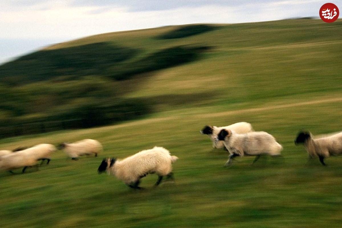 130سال قبل چه اتفاقی افتاد که «گوسفندها» دیوانه شدند؟!