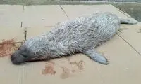 کشف لاشه ۲ قلاده فک خزری در سواحل بابلسر