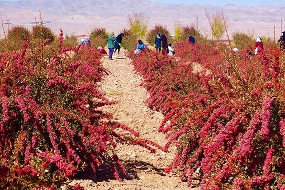 بزرگترین باغ زرشک جهان اینجاست!