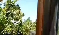 شیطنت دو توله خرس برای فرار از پارک طبیعت قزوین