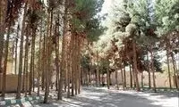 قطع درختان چندین ساله برای یک ساختمان نوساز!