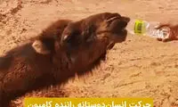 واکنش دیدنی شتر تشنه پس از دیدن آب در بیابان