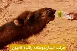 واکنش دیدنی شتر تشنه پس از دیدن آب در بیابان