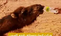 واکنش دیدنی شتر تشنه پس از دیدن آب در بیابان