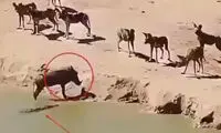 گیرافتادن عجیب یک گراز بین چند کفتار و یک تمساح درنده