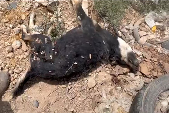 سوگ ایران در شوک کشتار بزرگ سگ‌های گندک 