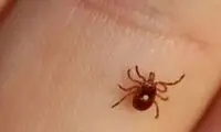 مرگ یک نفر بر اثر تب کریمه کنگو در قم