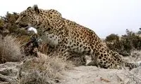 مبارزه دو پلنگ ایرانی در پارک ملی صیدوا