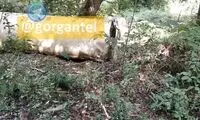 تصویری جنجالی از یک موشک در جنگلی در گرگان