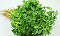 خواص برگ مریم گلی نسخه قوی طب سنتی