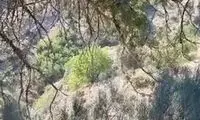 لحظه منصرف شدن پلنگ از حمله به گله گوسفندان در اردبیل