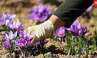 ماجرای سرقت میلیاردی زعفران در مشهد 