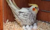 اصول صحیح سرلاک دادن به جوجه عروس هلندی