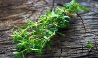 با این گیاه خوش‌عطر، نفخ معده را درمان کنید