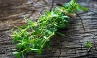 با این گیاه خوش‌عطر، نفخ معده را درمان کنید