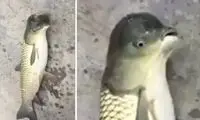 عکسی از شکار ماهی عجیب با سر پرنده!