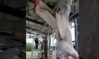 عملیات جداسازی پوست از گوشت گاو غول پیکر 