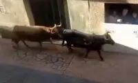 عاقبت شوخی با شاخ گاو