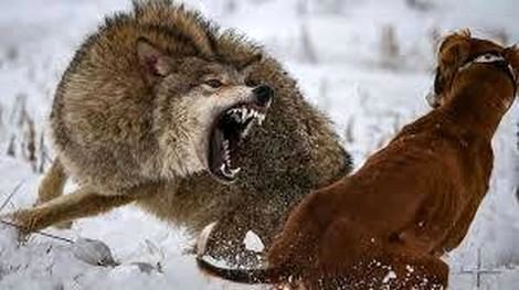 حمله دو گرگ به سگی که بسته شده بود 