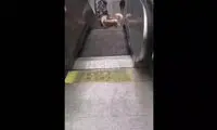 تفریح جالب یک سگ بازی‌گوش روی پله‌برقی