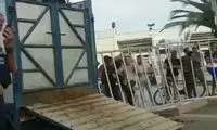 گاو شاخ‌دار وحشی، مامور امنیتی را به خاک و خون کشید