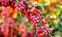 ۴ فایده شگفت‌انگیز زرشک برای سلامتی بدن