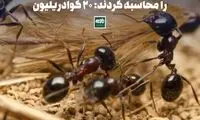دانشمندان تعداد مورچه‌های زمین را محاسبه کردند!