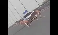 جان فدایی یک الاغ برای هم نوع مصدوم خود 