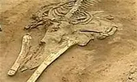  کشف دیدنی فسیل‌های زرافه و کرگدن در مراغه 