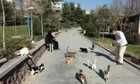ویدئوی جنجالی از حاکمیت گربه‌ها بر پارک‌های تهران