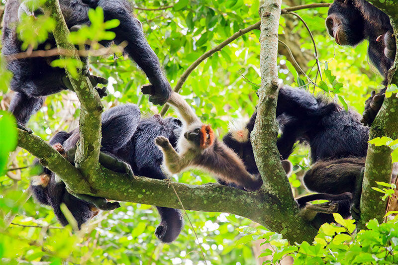  شکار ماهرانه گوزن زرد توسط شامپانزه