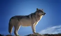تصاویر عجیبی که از یک گرگ در کرج شکار شد