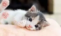 تلاش دیدنی یک شاهین برای شکار بچه‌ گربه 