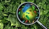 مراقب مسمومیت‌های غذایی باشید