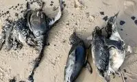 کشف لاشه صدها پنگوئن‌ در سواحل اروگوئه