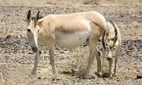 یک خبر خوش درباره گور ایرانی 