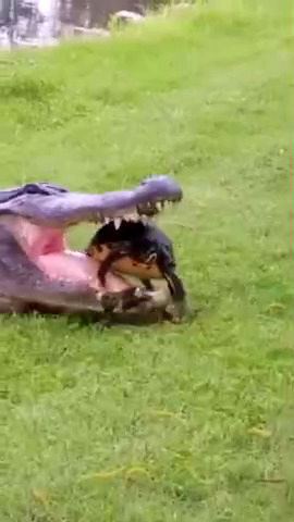 تلاش مضحک یک تمساح برای خوردن لاک‌پشت!