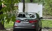 لحظه کنده‌شدن درخت تنومند در طوفان مرگبار مسکو