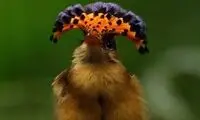 3 ساعت انتظار برای ثبت یک لحظه باشکوه