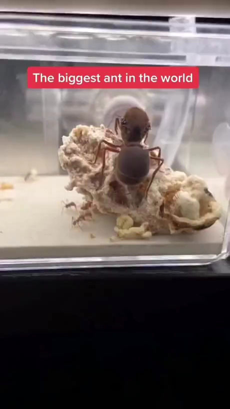 این مورچه غول‌پیکر، بزرگ‌ترین بر روی کره‌ زمین است!