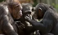 یک یافته حیرت‌انگیز درباره حرف زدن شامپانزه‌ها!