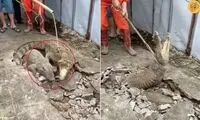  لحظه عجیب بیرون کشیدن سه تمساح از داخل زمین